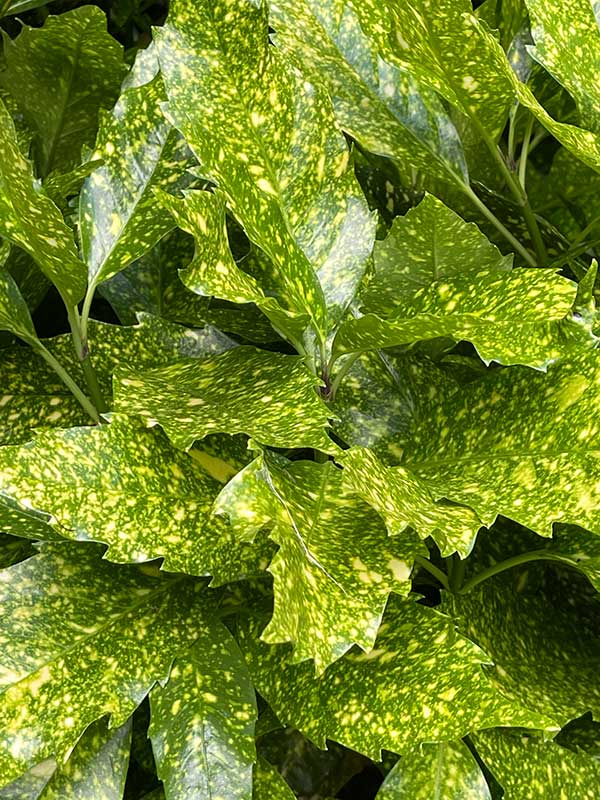 Aucuba japonica leaves