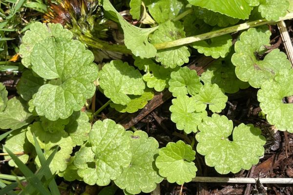Creeping Charlie also known as ground ivy
