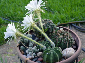 Reverse view of the planter