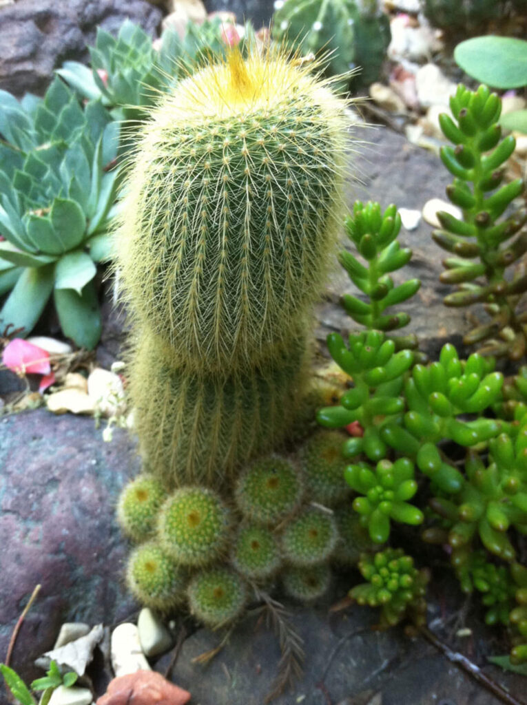Golden ball Notocactus