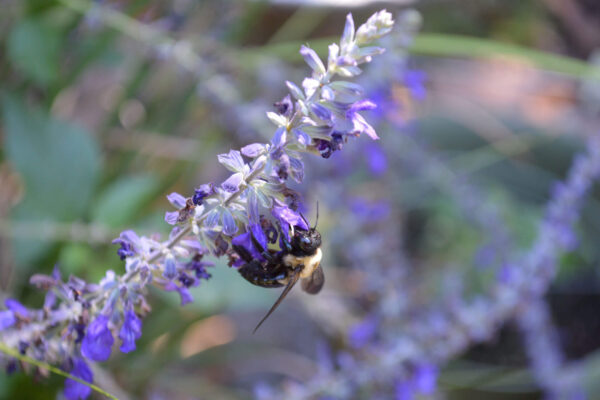 Bumblebee feeding on nectar from a purple salvia