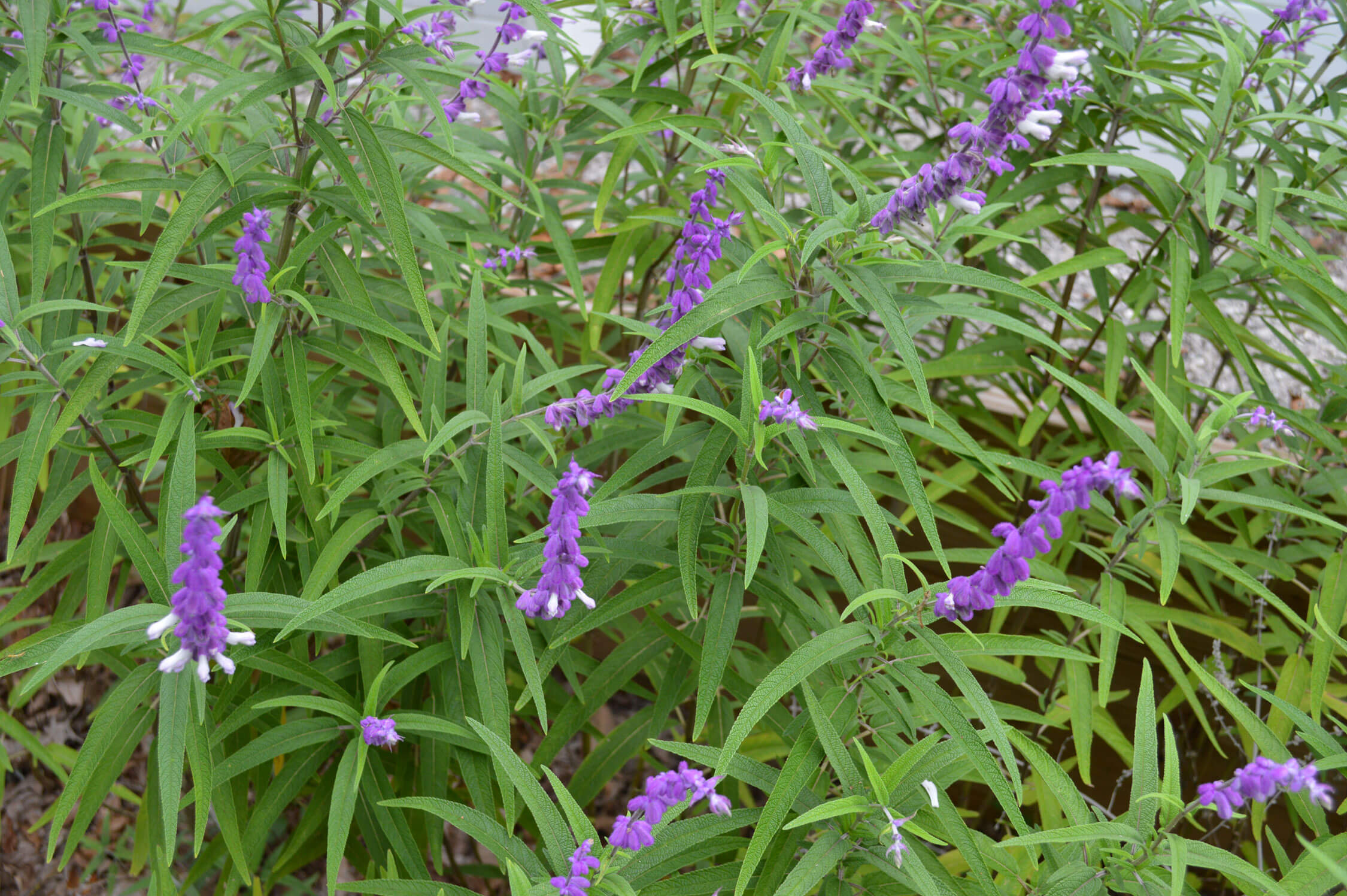 Mexican Bush Sage