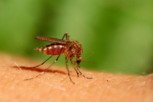 Mosquito